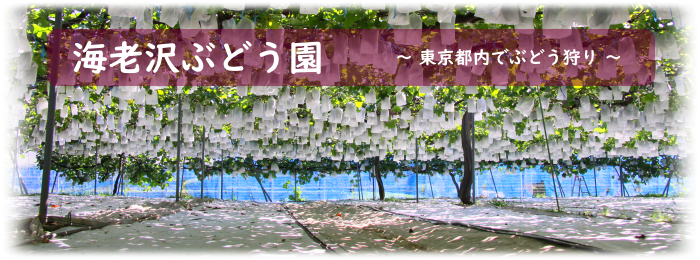 海老沢ぶどう園